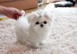 Cutest T-Cup Maltese